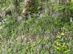 Images for Deer Leap, Tavistock 